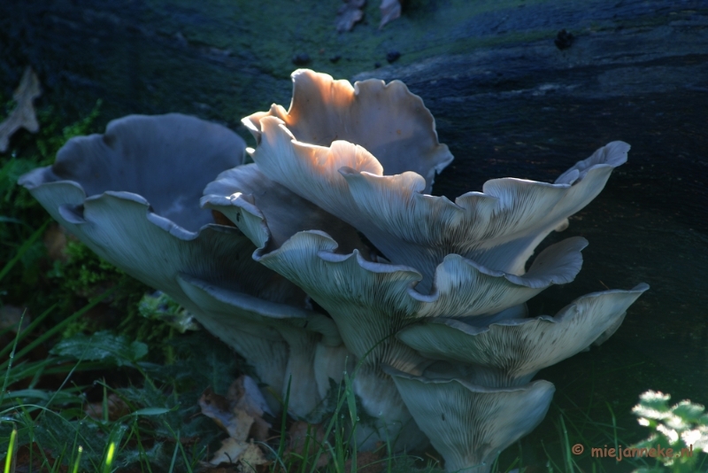 DSC_5752a.JPG - Paddenstoelen 2009