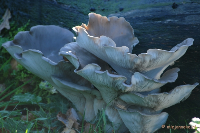 DSC_5759a.JPG - Paddenstoelen 2009