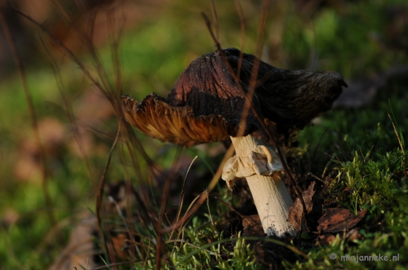 DSC_6275.JPG - Paddenstoelen 2009