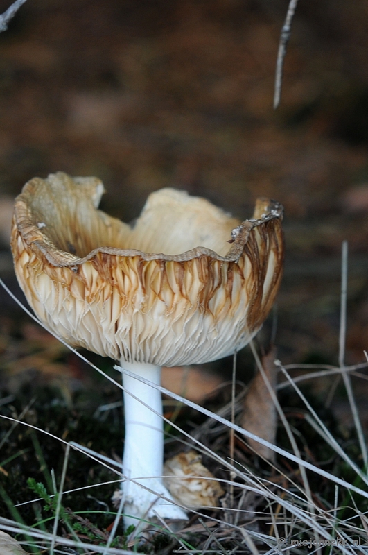 DSC_4373.JPG - Paddenstoelen 2009