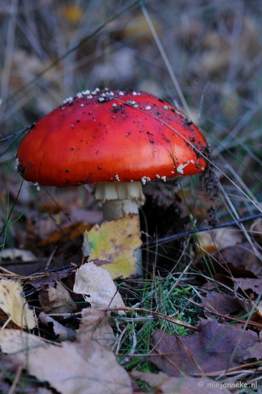 DSC_4519.JPG - Paddenstoelen 2009