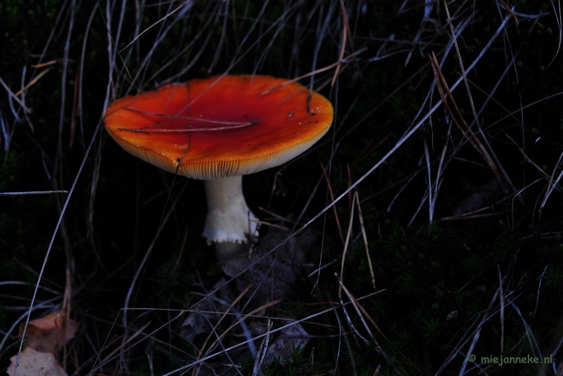 DSC_4594.JPG - Paddenstoelen 2009