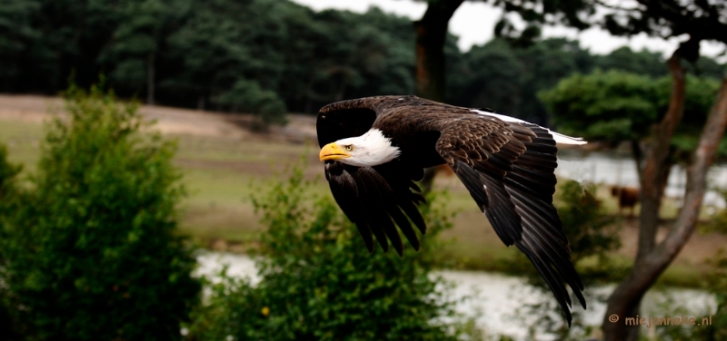 _DSC7483.JPG - Beekse Bergen