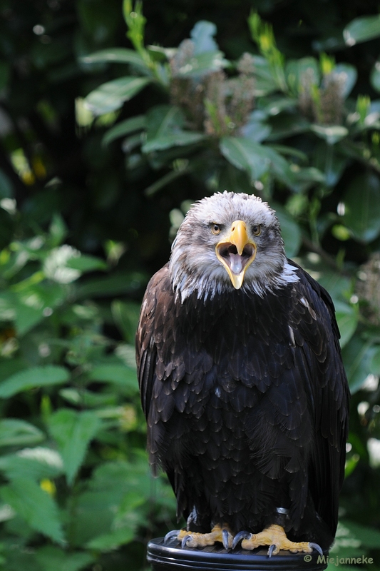 DSC_9423.JPG - Falcon Crest 10 mei 2009