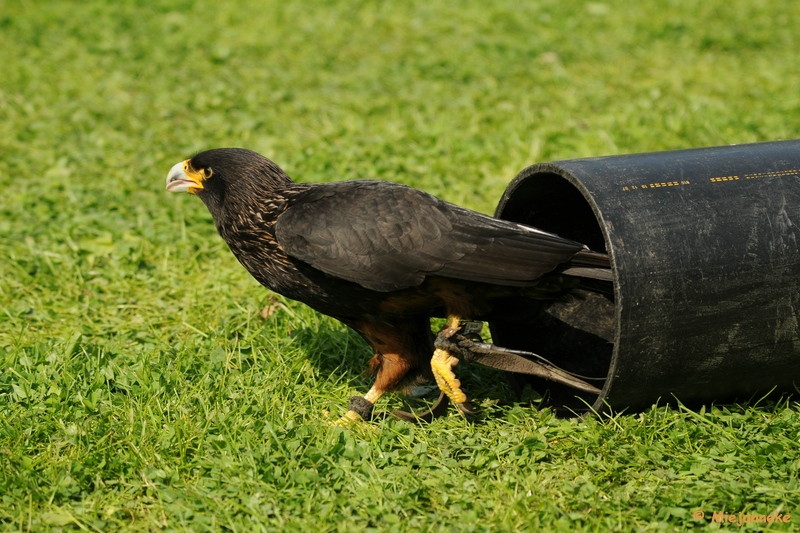 DSC_9616.JPG - Falcon Crest 10 mei 2009