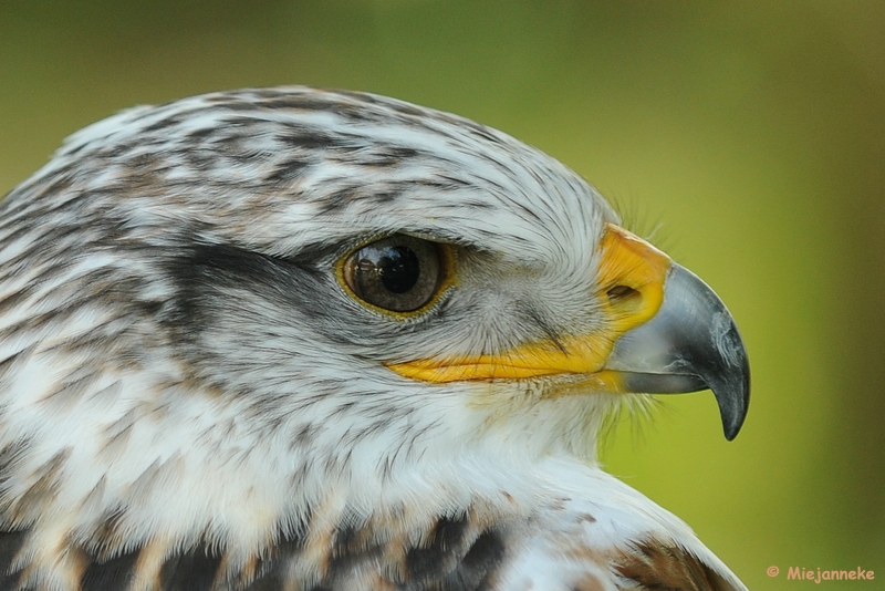 DSC_9783.JPG - Falcon Crest 10 mei 2009