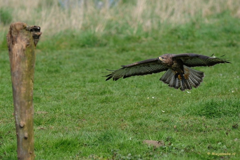 DSC_6503a.JPG - Dit is Harry de europse buizerd.