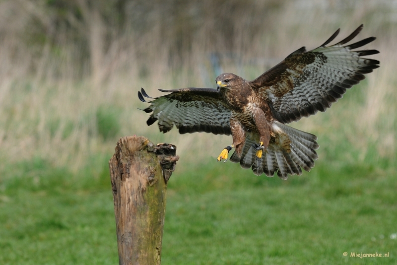 DSC_6506b.JPG - Ook hij vliegt een paar keer op de paal aan.