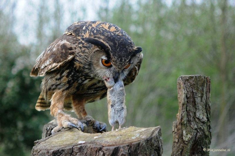 DSC_7224.JPG - Buba heeft wel honger.