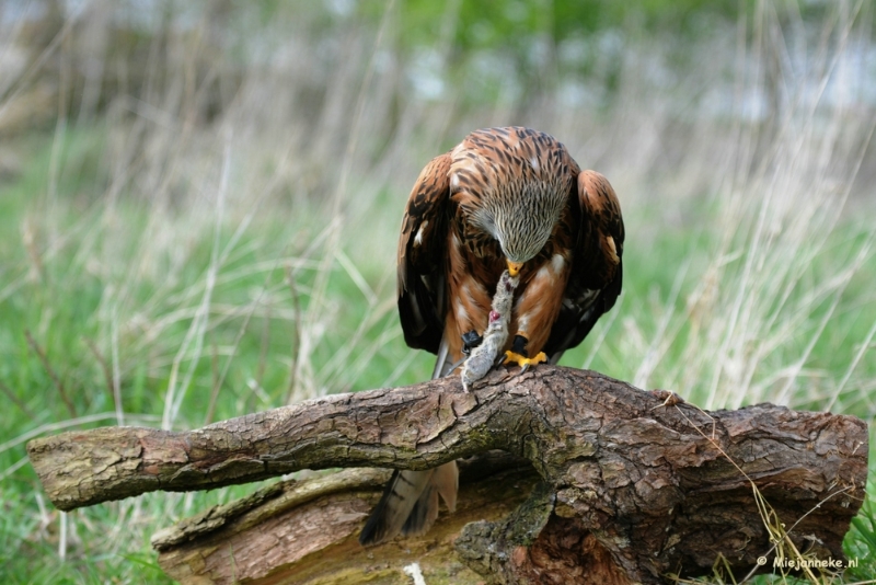 DSC_7692.JPG - Hij vind het heerlijk.