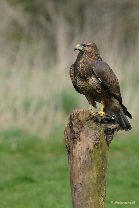 DSC_6514.JPG - Harry zoals we hem ook in de natuur kunnen zien.