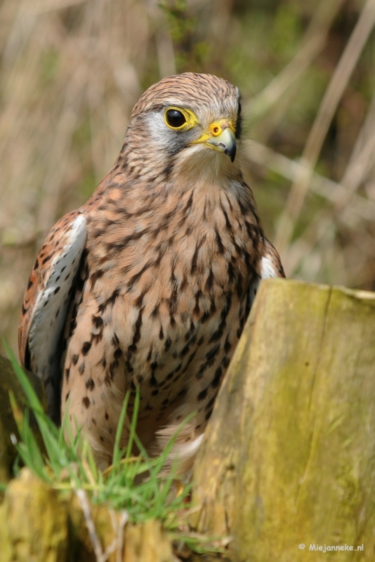 DSC_6669.JPG - Hele mooie vogel