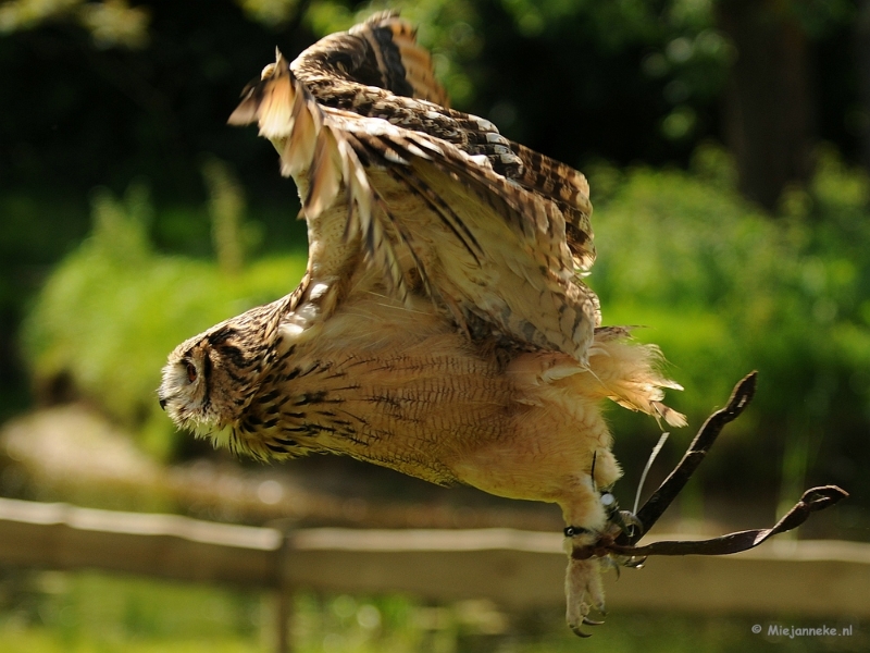 DSC_8775a.JPG - Zoomdag 9 mei Falcon Crest