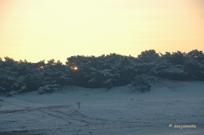 DSC_9224.JPG - De zon komt op, langzaam door de bomen.