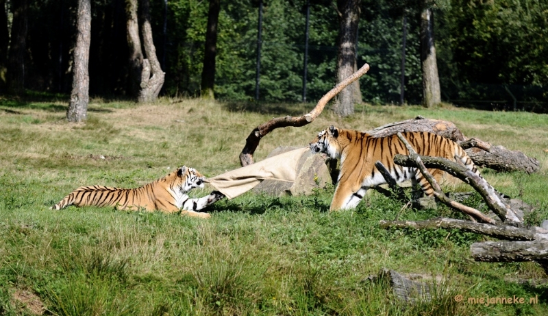 _DSC7882.JPG - Avondsafari 22 augustus