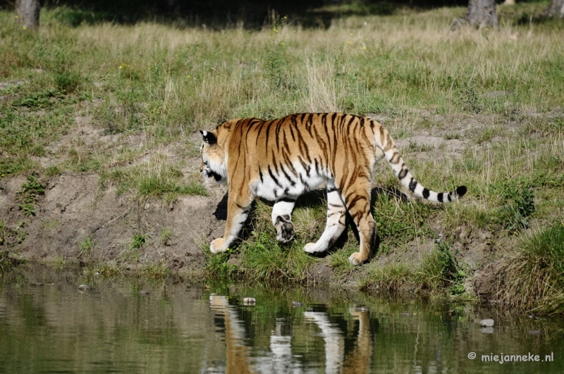 _DSC7915.JPG - Avondsafari 22 augustus