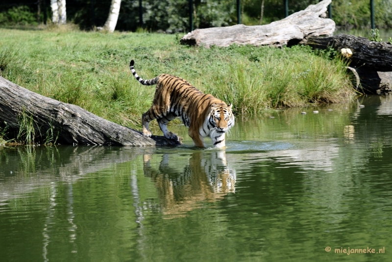 _DSC7935.JPG - Avondsafari 22 augustus