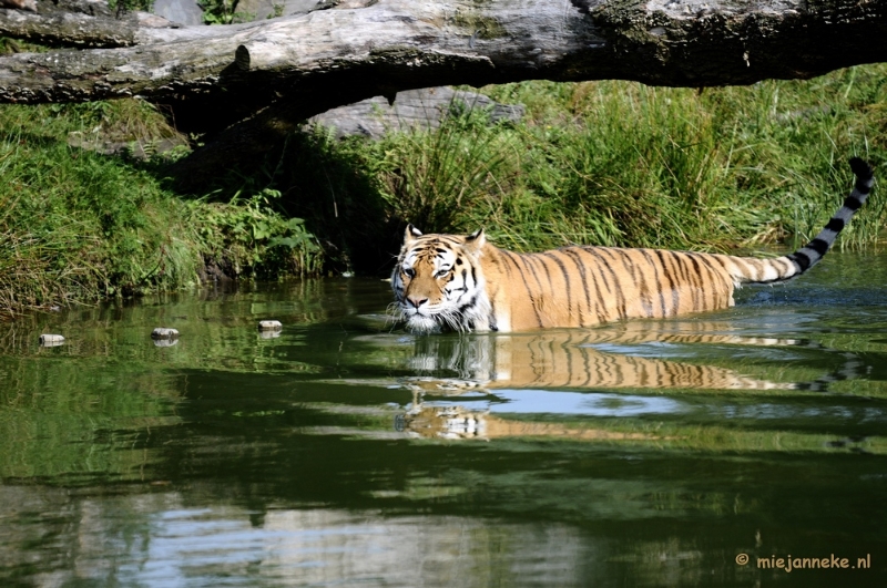 _DSC7945.JPG - Avondsafari 22 augustus