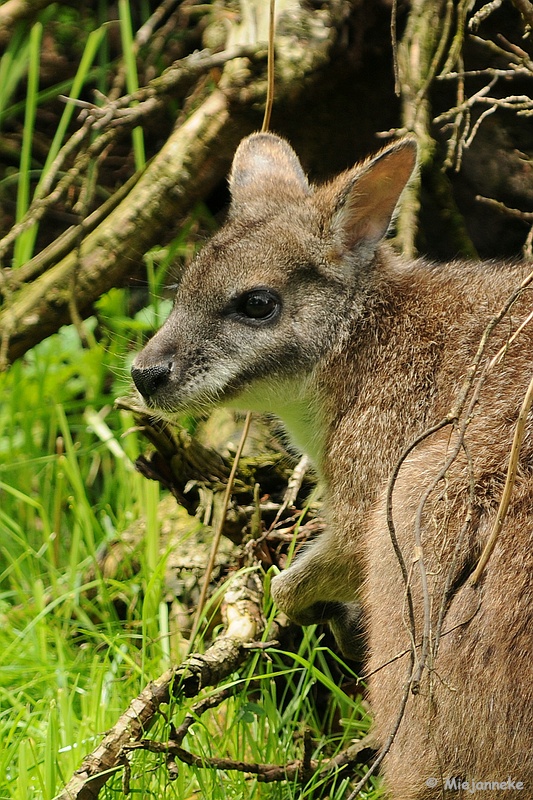 DSC_0087.JPG - Best Zoo