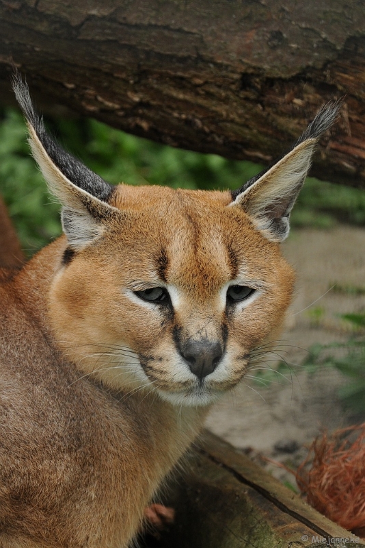 DSC_7857.JPG - Olmense zoo 2009