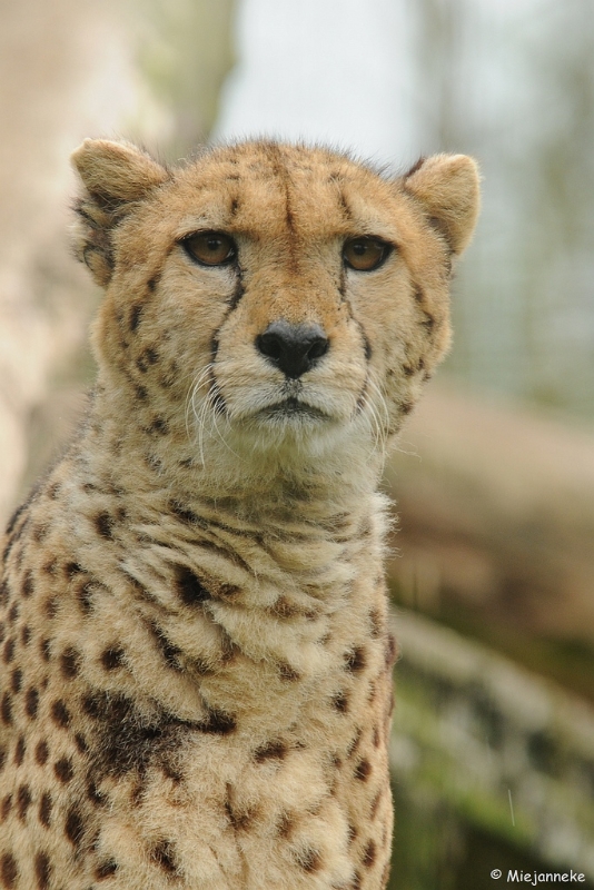 DSC_7909.JPG - Olmense zoo 2009