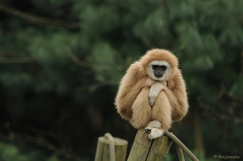 DSC_8251.JPG - Olmense zoo 2009