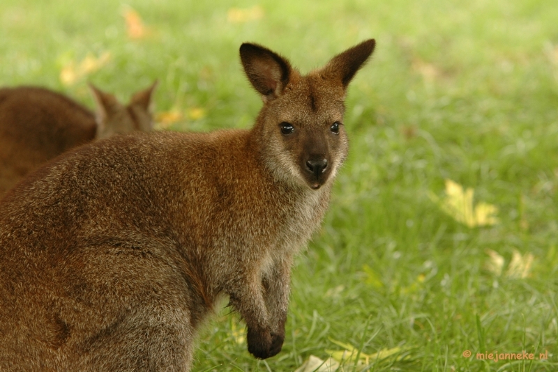 DSC_5325.JPG - Overloon zoo 2009