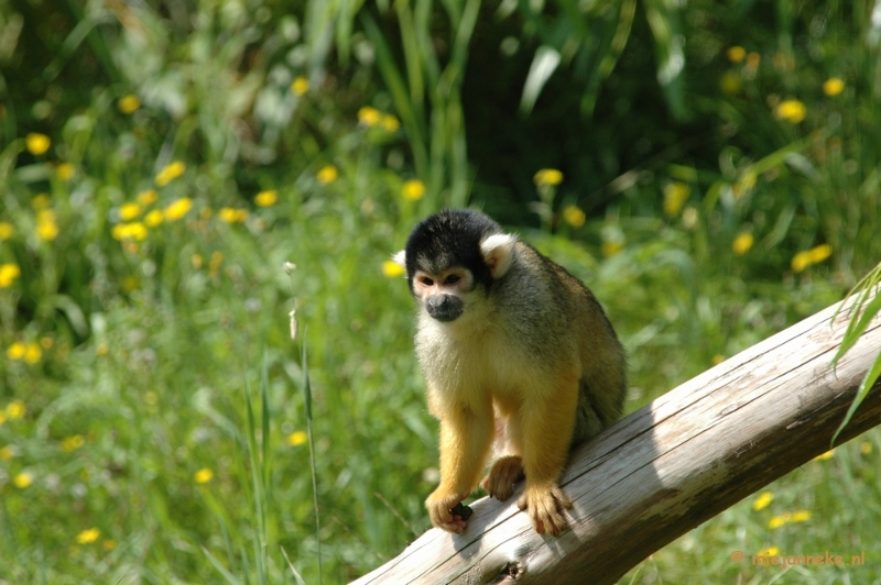 DSC_5673.JPG - Overloon zoo 2009