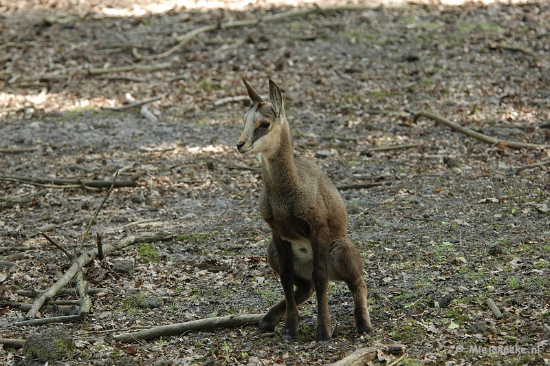 DSC_4265.JPG - Wildpark