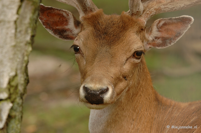 DSC_4894.JPG - Wildpark