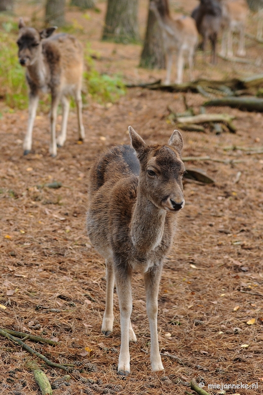 DSC_4617.JPG - Herfst in het wildpark.