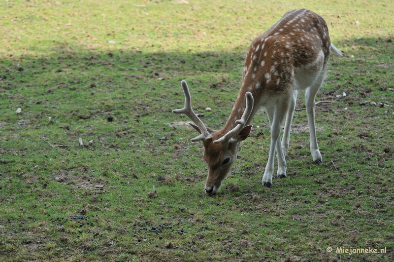 DSC_6492.JPG - Wildpark