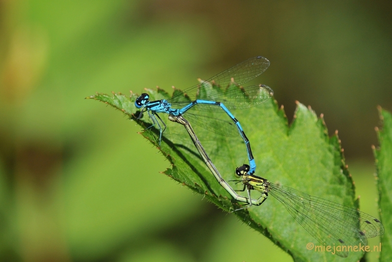 DSC_1877.JPG - Macro uit de kasteeltuin Arcen