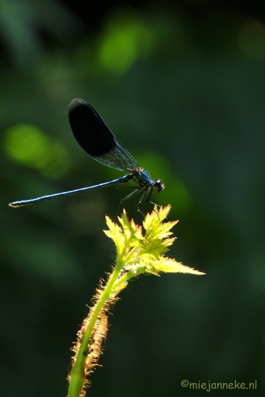 DSC_1914.JPG - Macro uit de kasteeltuin Arcen