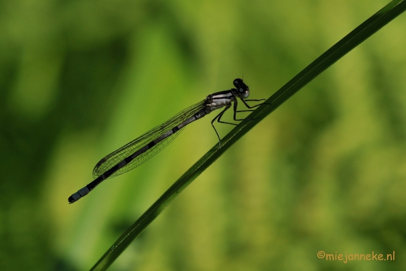 DSC_2026.JPG - Macro uit de kasteeltuin Arcen