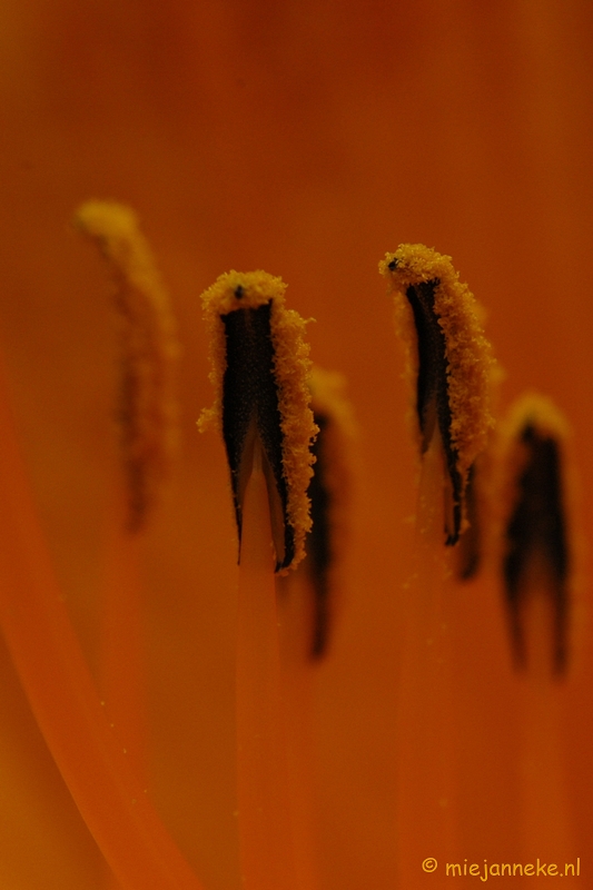 DSC_2633.JPG - Macro uit de kasteeltuin Arcen