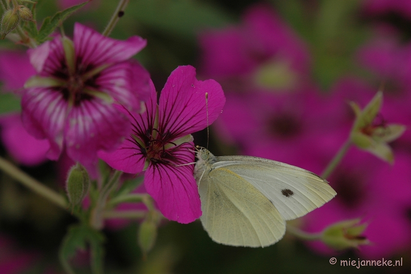 DSC_2645.JPG - Macro uit de kasteeltuin Arcen