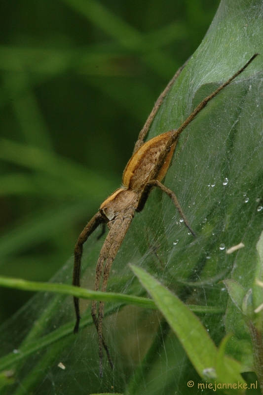 DSC_2713.JPG - Macro uit de kasteeltuin Arcen