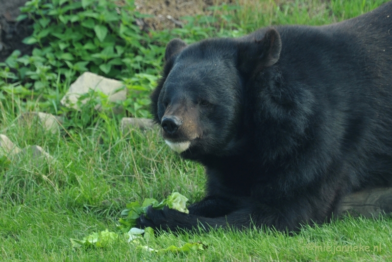 DSC_8072.JPG - Dierenrijk