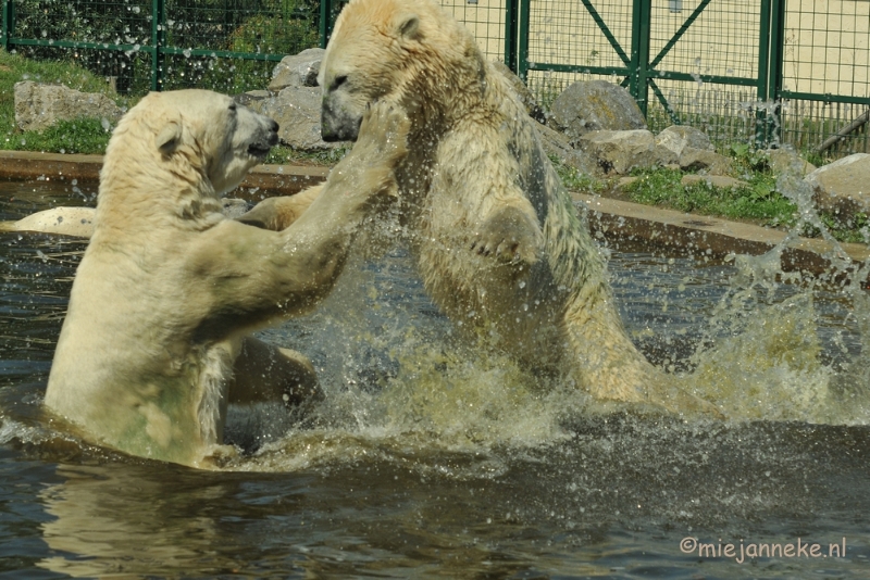 DSC_8531.JPG - Dierenrijk