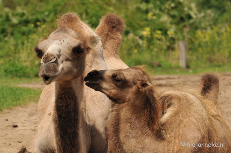 DSC_8659.JPG - Dierenrijk