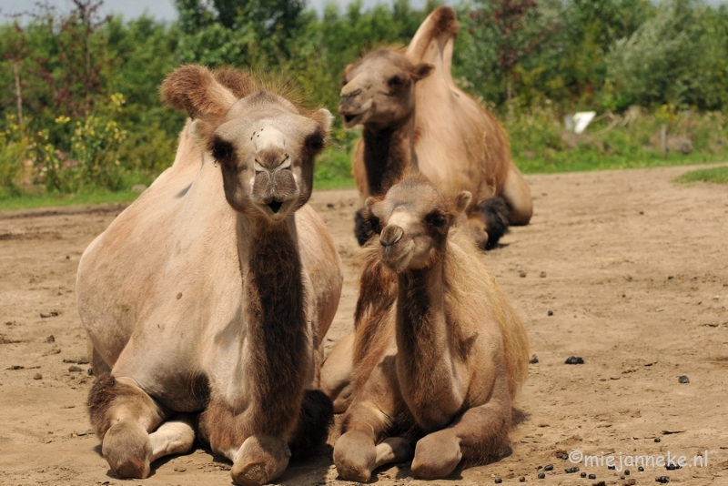 DSC_8669.JPG - Dierenrijk