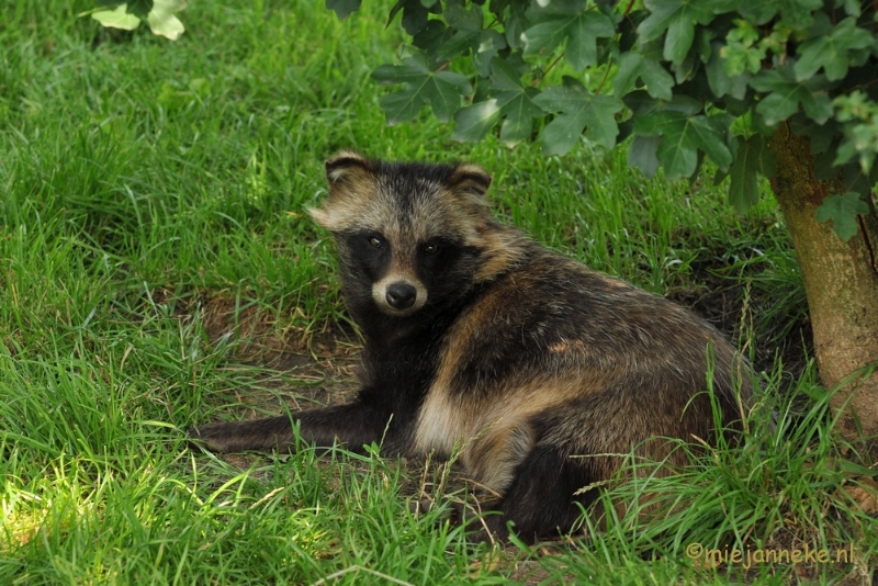 DSC_8707.JPG - Dierenrijk