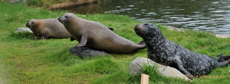 DSC_8891.JPG - Dierenrijk