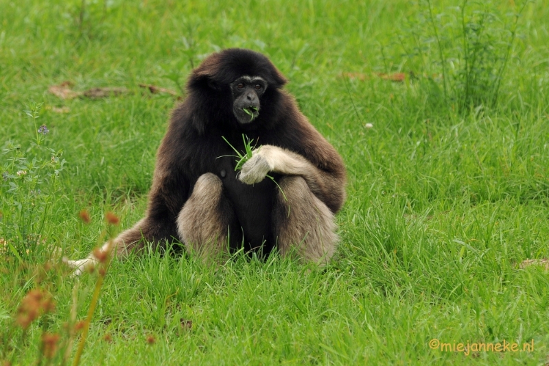 DSC_9101.JPG - Dierenrijk