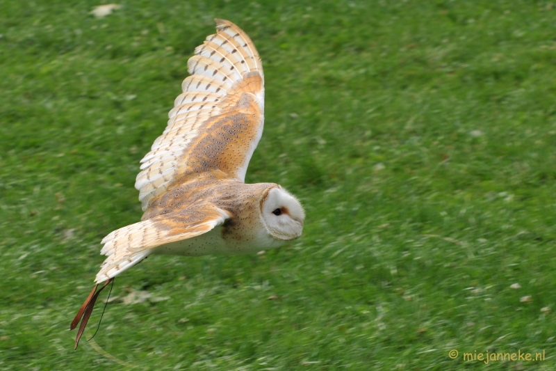 DSC_5306.JPG - Falcon Crest Eindhoven