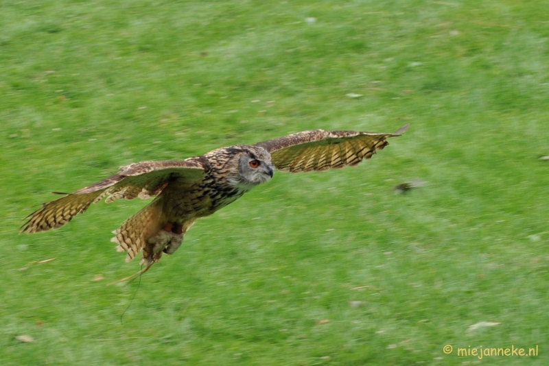 DSC_5369.JPG - Falcon Crest Eindhoven