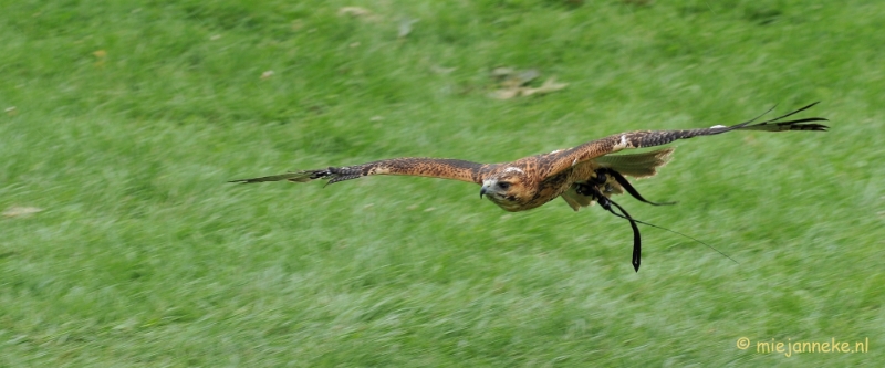 DSC_5467.JPG - Falcon Crest Eindhoven