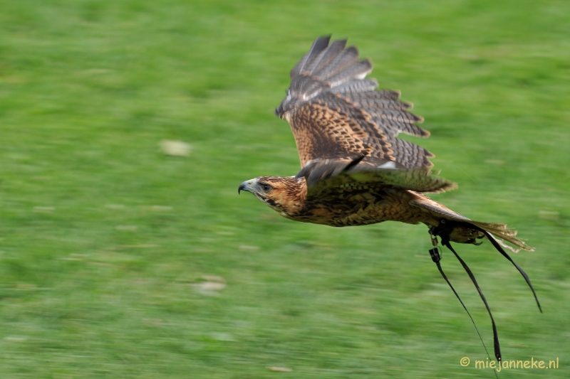 DSC_5472.JPG - Falcon Crest Eindhoven