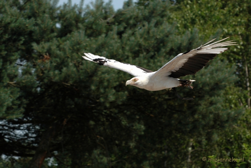 DSC_1121.JPG - Beekse Bergen